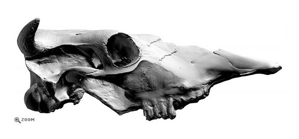 Cow Skull 3D Scan